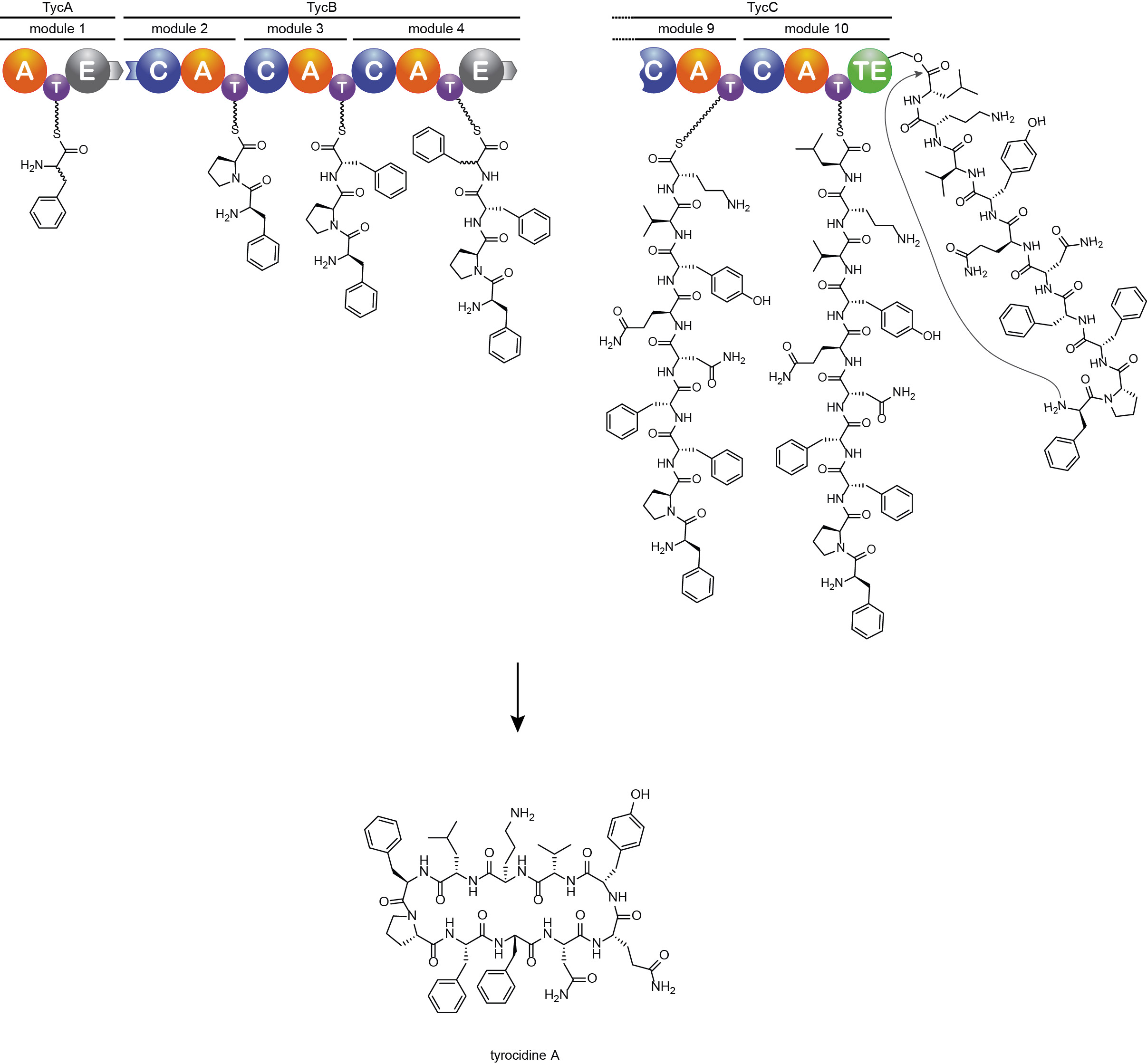 Megaenzyme Engineering – Hilvert / Kast Group | ETH Zurich